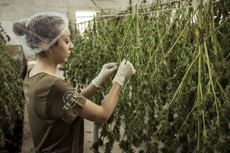 Want To Grow Weed? Here’s All You Need To Know