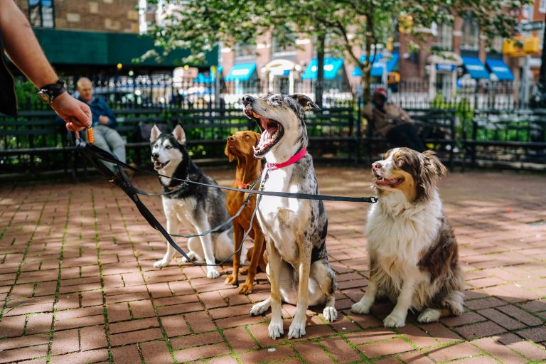 Why Every Dog Walker Needs Insurance: Protecting Your Business and Clients